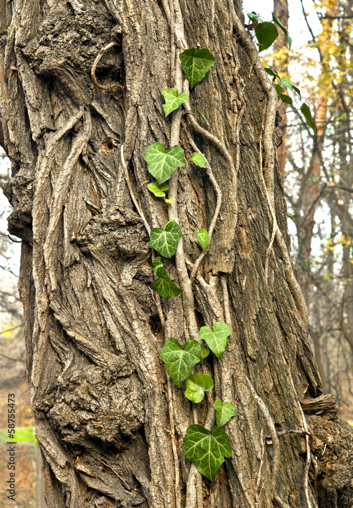 Obraz premium Ivy growing on a tree