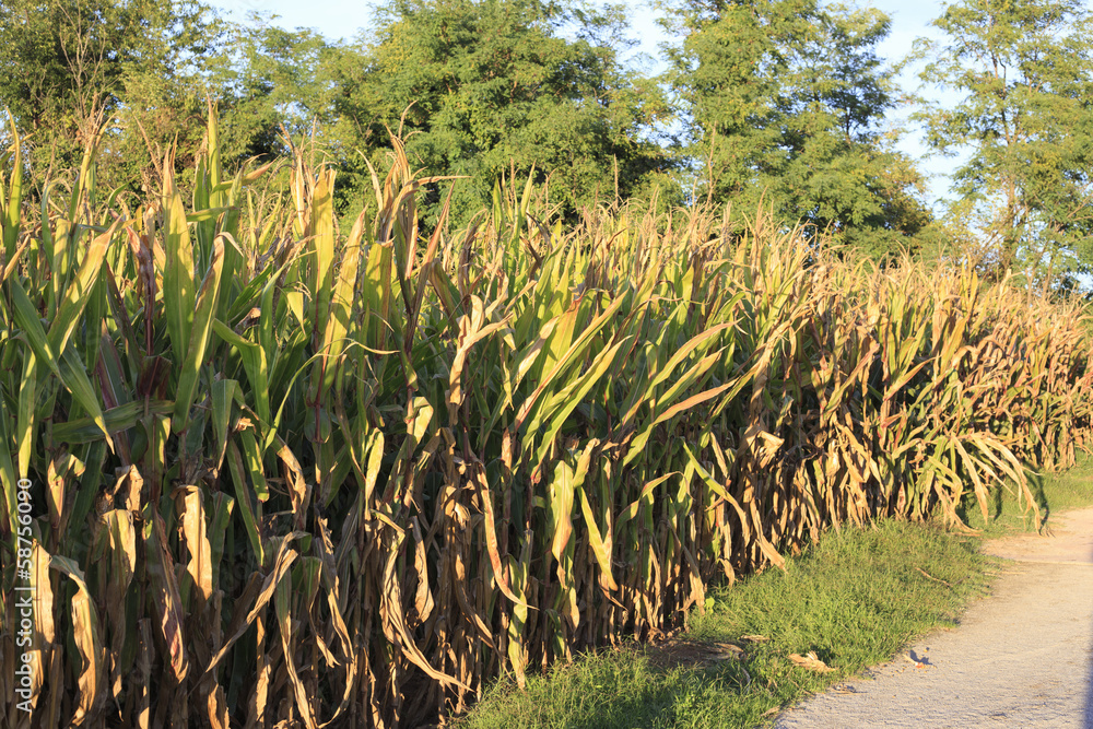 Obraz premium corn field