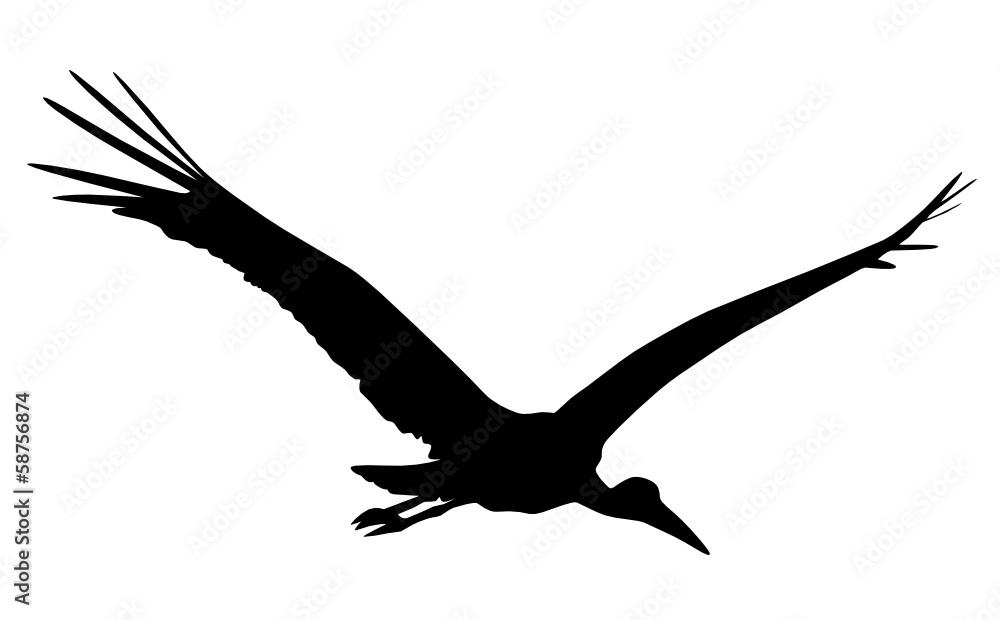 Fototapeta premium Storch