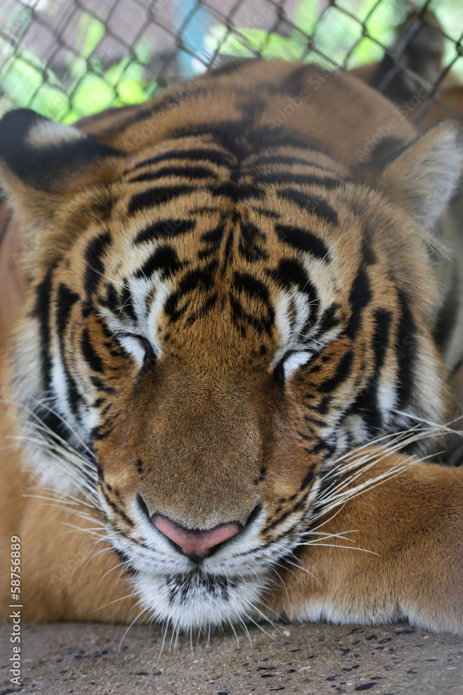 Sleeping Tiger
