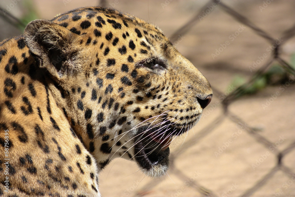 Fototapeta premium Leopard In Profile