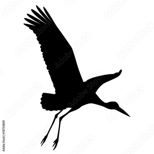 Storch