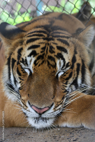 Fototapeta Naklejka Na Ścianę i Meble -  Sleeping Tiger