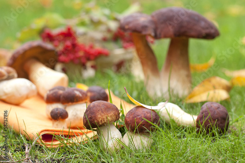 Forest ceps on a green grass