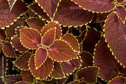 Coleus plant  background.