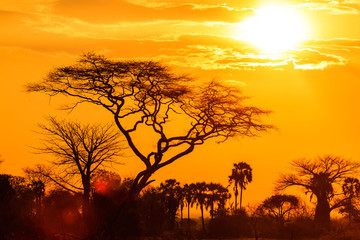 Crédence de cuisine Afrique Lueur orangée d'un coucher africain  © pwollinga