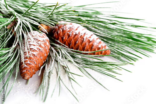fir tree branch with pinecones