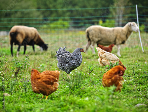 Chickens and sheep grazing on organic farm