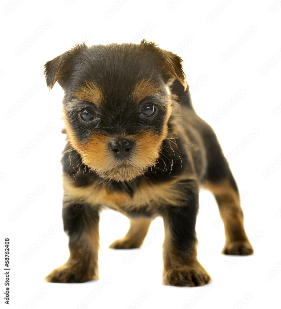 Yorkshire Terrier in front of a white background Yorkshire Terrier in front of a white background