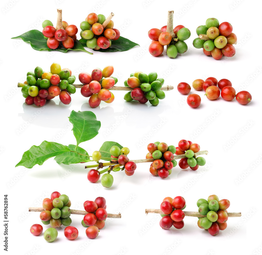 coffee beans isolated on white background coffee beans isolated on white background