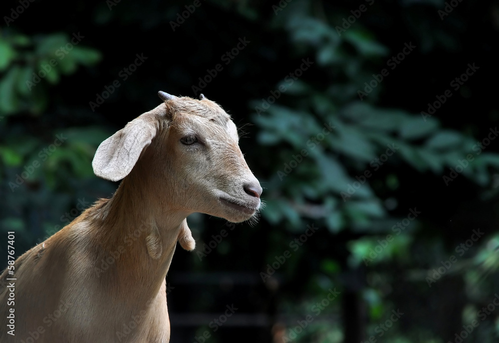 Fototapeta premium Portrait of a Goat