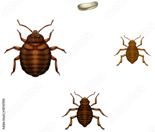 Bed bug life cycle