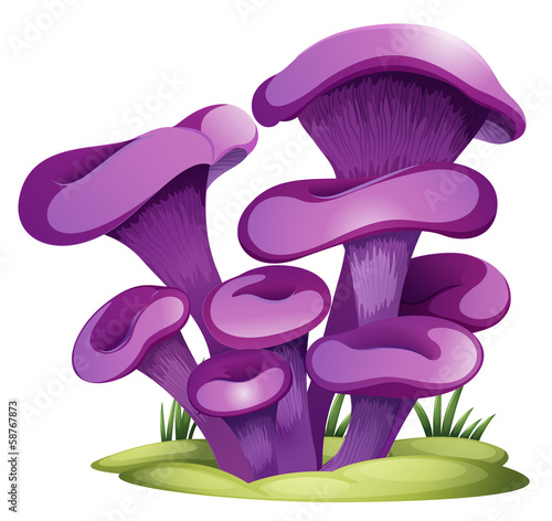 Purple fungi photo