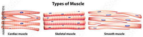Types of muscles