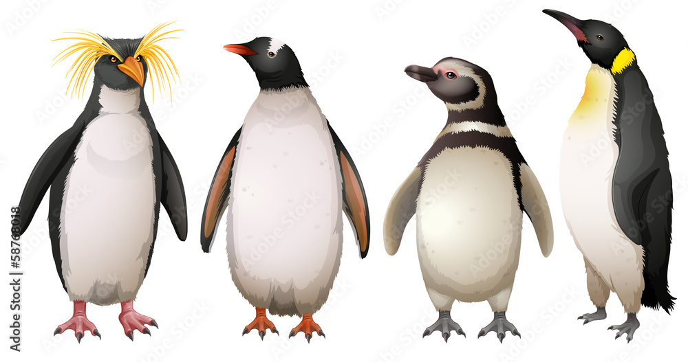 Naklejka premium Penguins