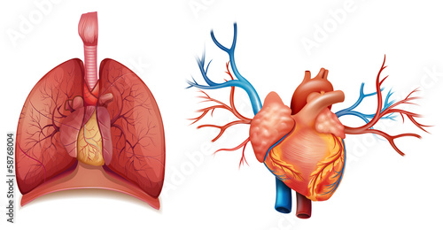 Heart organ