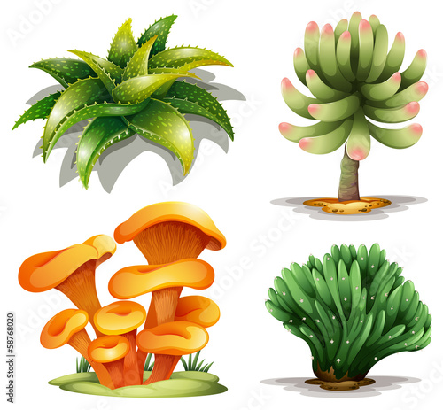 Different plants photo