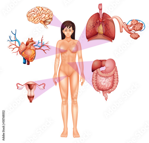Female body
