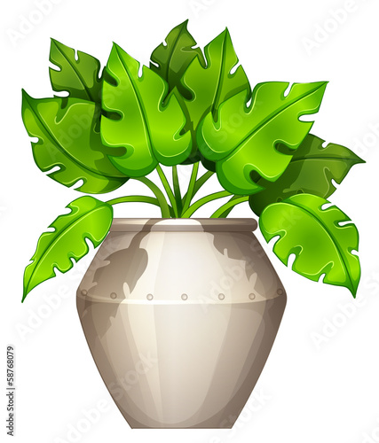 A plant with a heart-shaped leaves