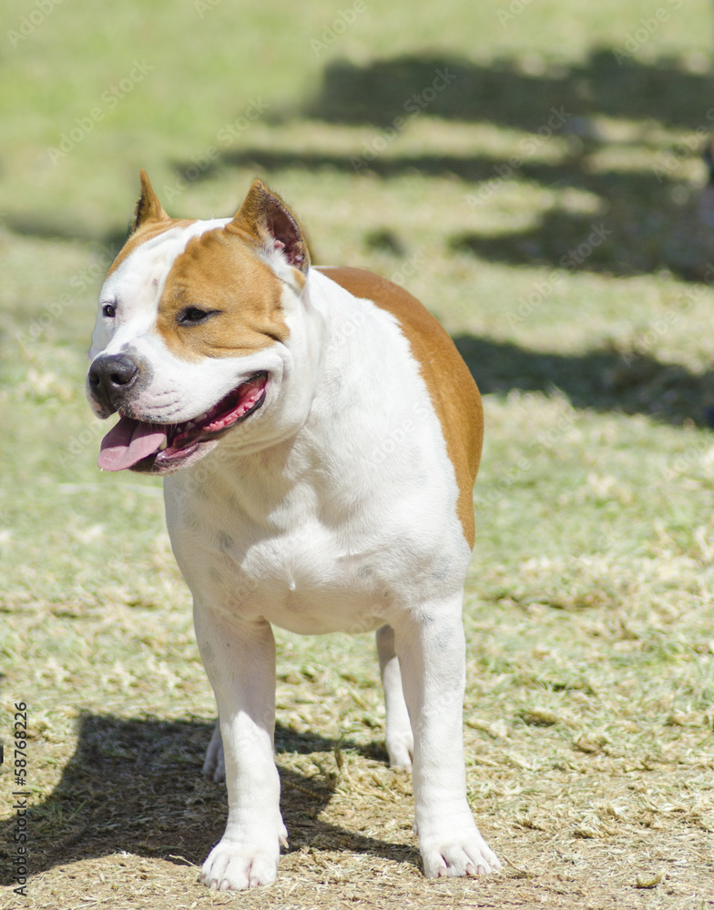American Staffordshire Terrier American Staffordshire Terrier