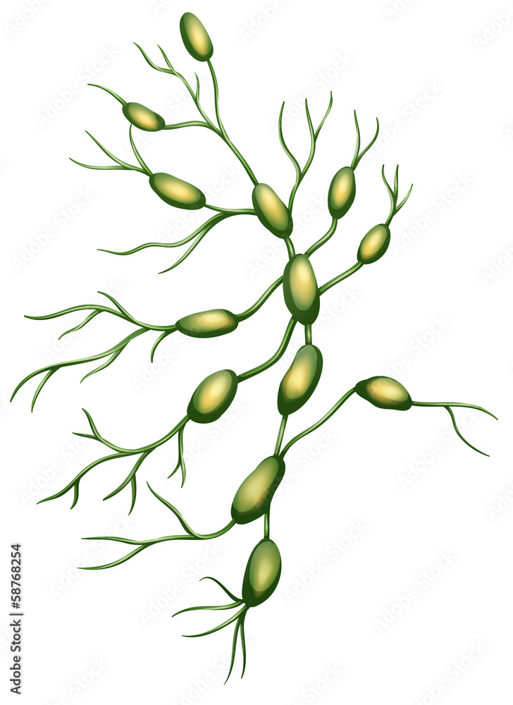 Naklejka premium Lymph nodes