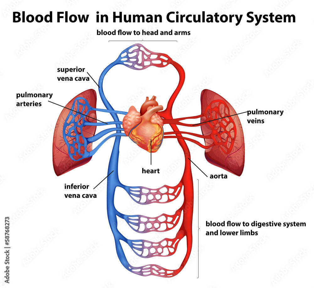 Blood Flow In Human Circulatory System Stock Vector Adobe Stock blood-flow-in-human-circulatory-system-stock-vector-adobe-stock
