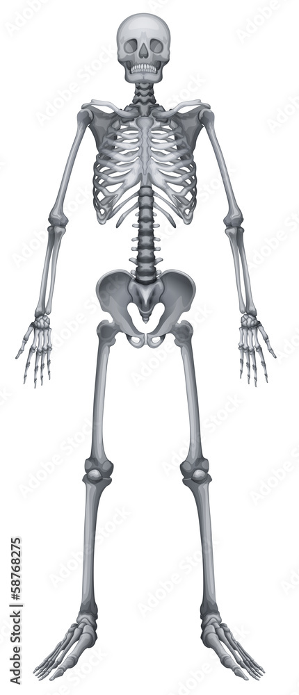Human skeletal system Human skeletal system