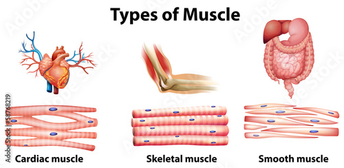 Types of muscle photo