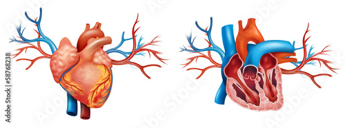 Interior and Anterior Anatomy of the heart