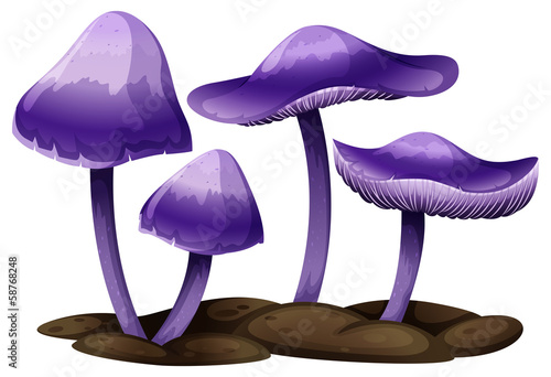 Purple mushrooms