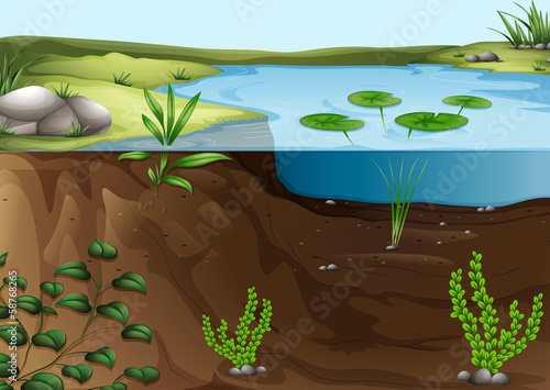 A pond ecosystem