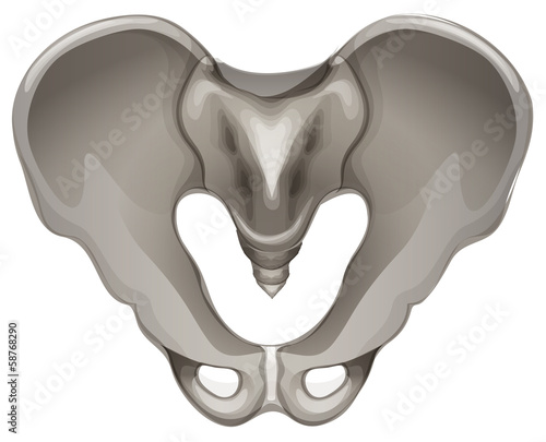 Pelvic bone