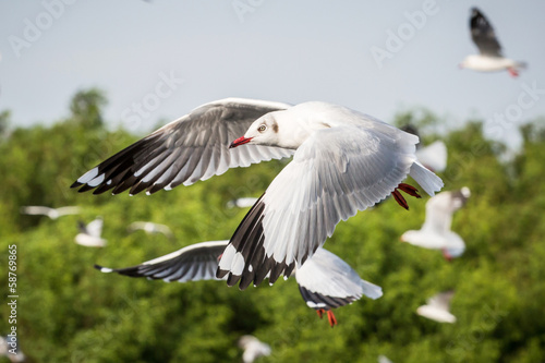flying seagull © darkkong