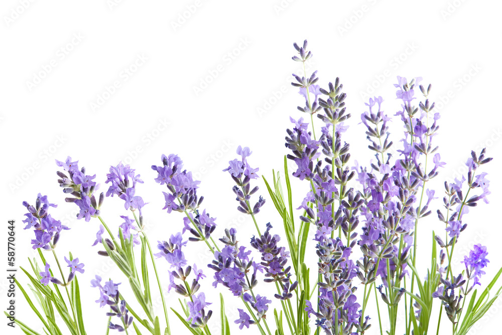 Obraz premium lavender isolated on white background