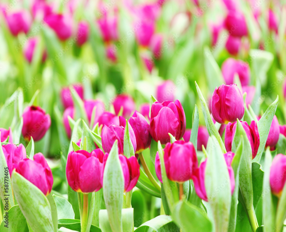 Obraz premium Purple tulips flower field