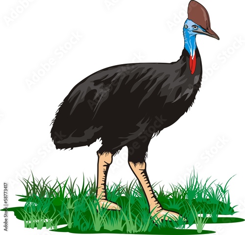 cassowary