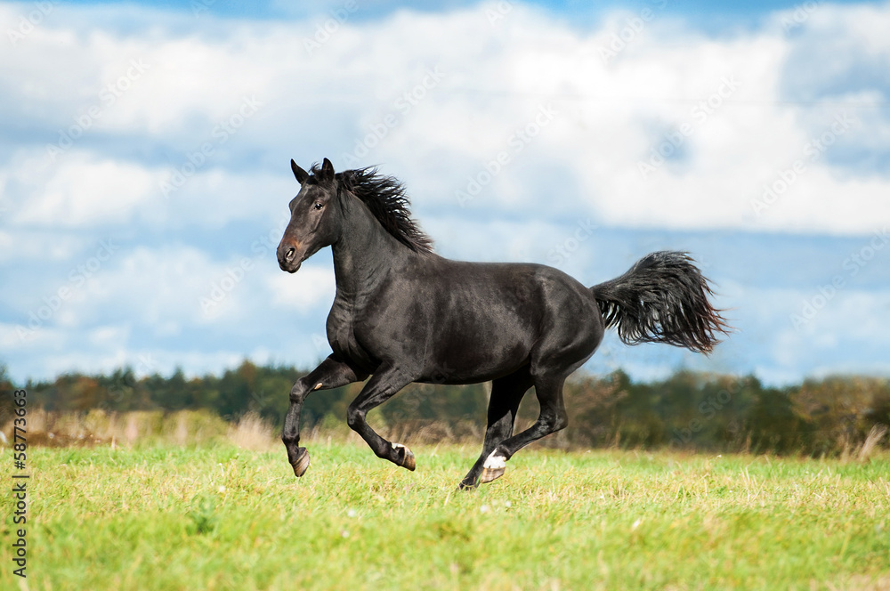 Fototapeta premium Black horse running on the meadow