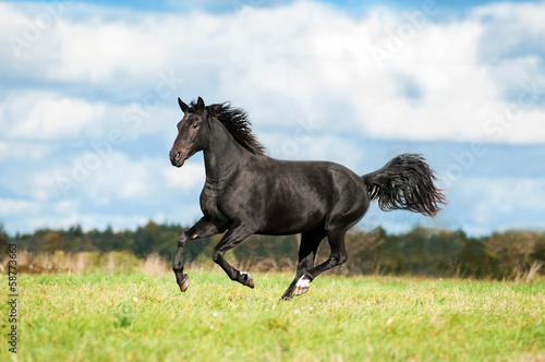 Black horse running on the meadow