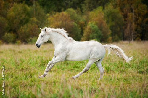 White horse running on the meadow in autumn