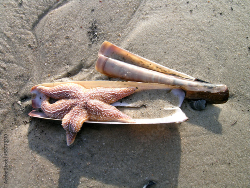 relaxing starfish