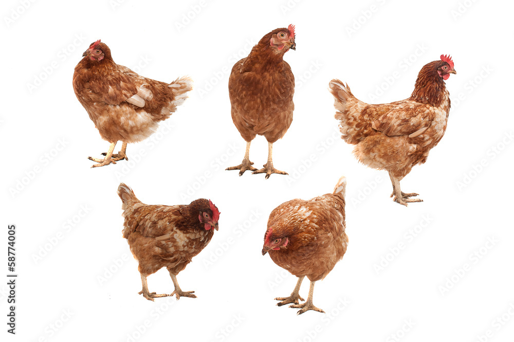 Chickens on a white background. Chickens on a white background.