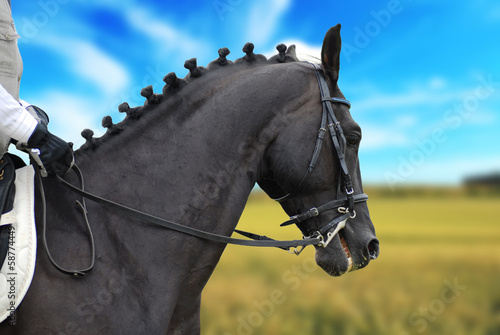 beautiful black horse with rider