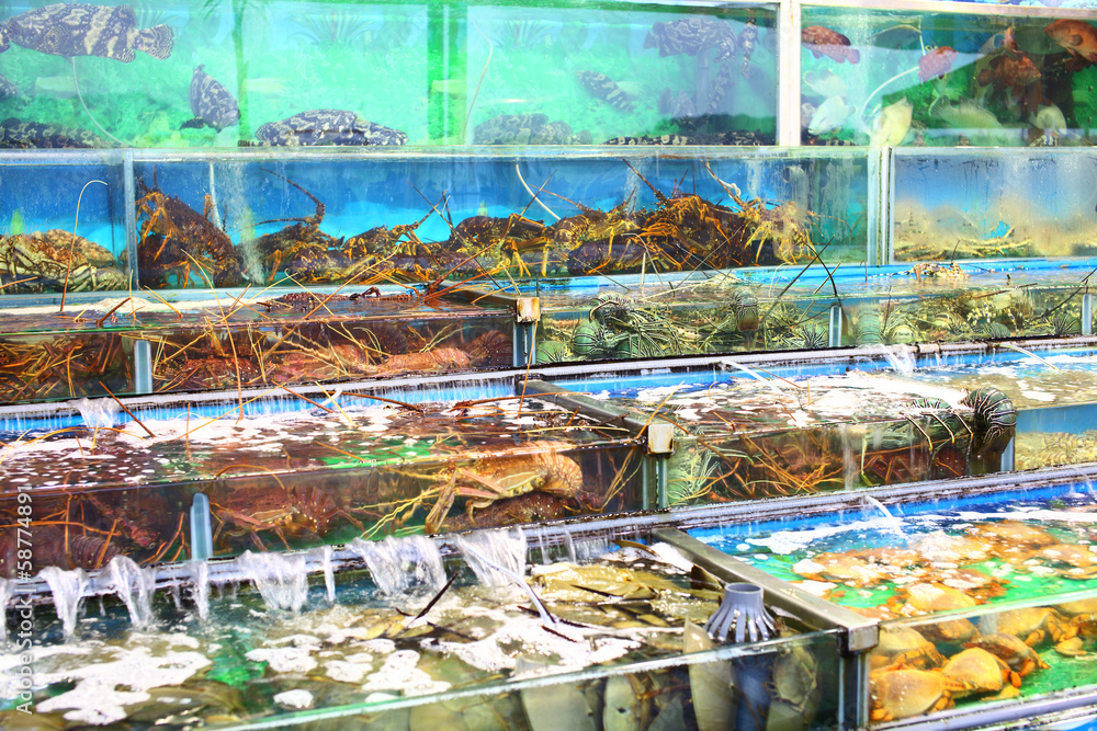 Seafood market fish tank in Hong Kong Seafood market fish tank in Hong Kong