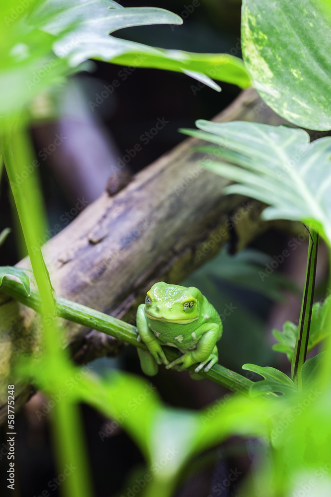 Fototapeta premium Green monkey tree frog