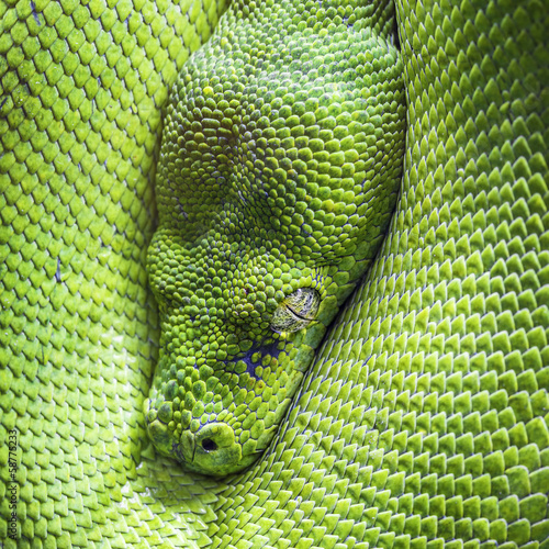green tree python eye