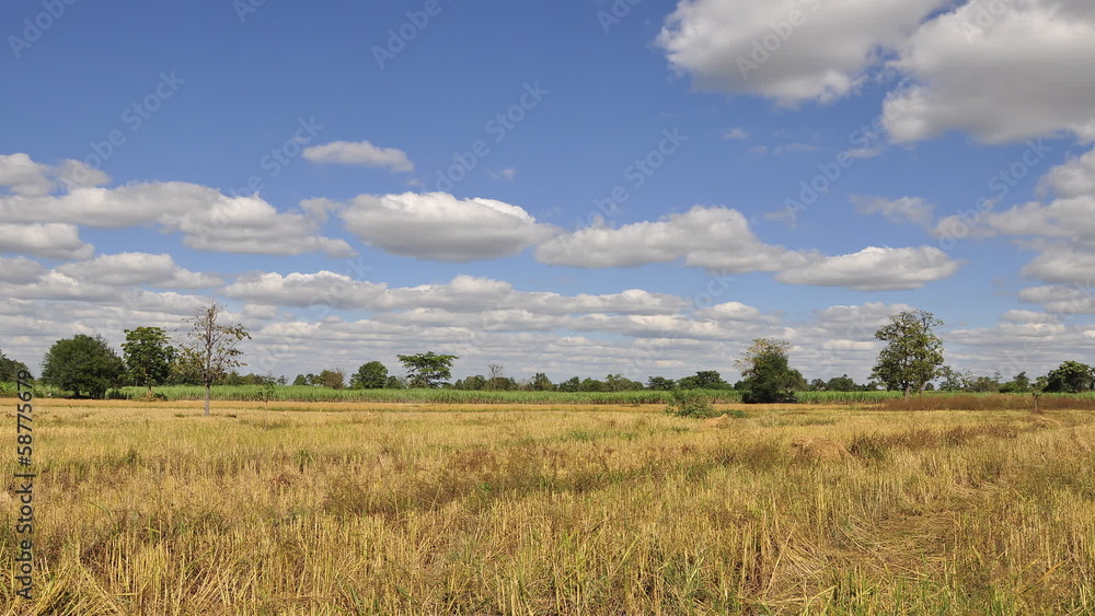 Time lapse of rice farm with blue sky in local country of tha Time lapse of rice farm with blue sky in local country of tha