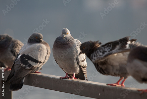 piccioni © Roberto Zocchi