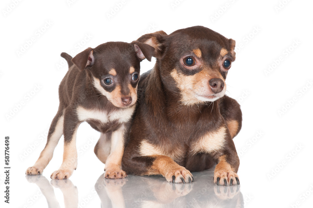 small brown dog with a puppy small brown dog with a puppy