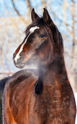 Portrait of beautiful bay horse in winter
