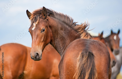 Obraz na płótnie Young horse looking back